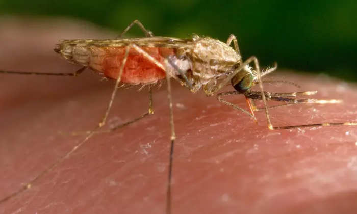 First Case Of Malaria In Us For The First Time In 40 Years,maryland Resident, Ma First Case Of Malaria In Us For The First Time In 40 Years,maryland Resident, Ma-TeluguStop.com
