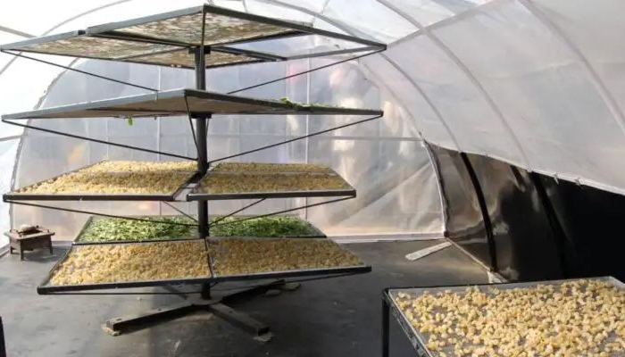 Telugu Agriculture, Crops, Dry Crop, Farmers, Moisture, Portable Dryer, Protect