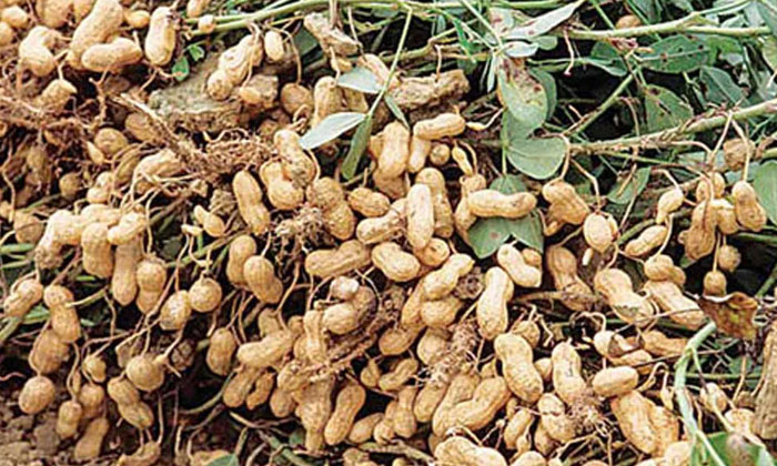  Methods To Prevent Tobacco Leafhoppers From The Groundnut Crop , Tobacco, Ground-TeluguStop.com