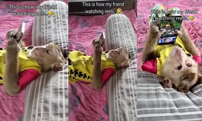  Monkey Watching Videos Reels On Phone Video Viral On Social Media Details, Insta-TeluguStop.com