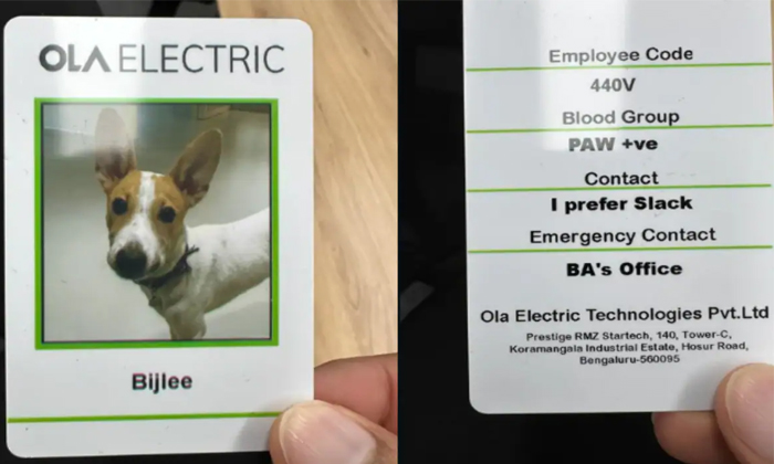  Ola Electric Welcome New Employee A Dog Bijlee Details, Ola, Bijlee Dog, Bhavis-TeluguStop.com