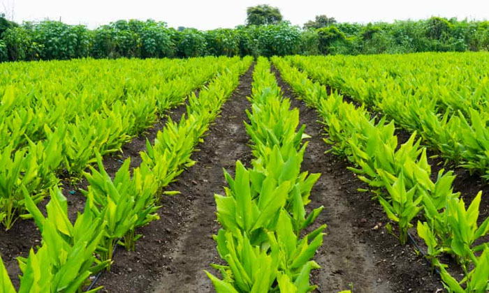 Telugu Agriculture, Tips Techniques, Pasupu, Turmeric, Turmerictips, Weeds-Lates