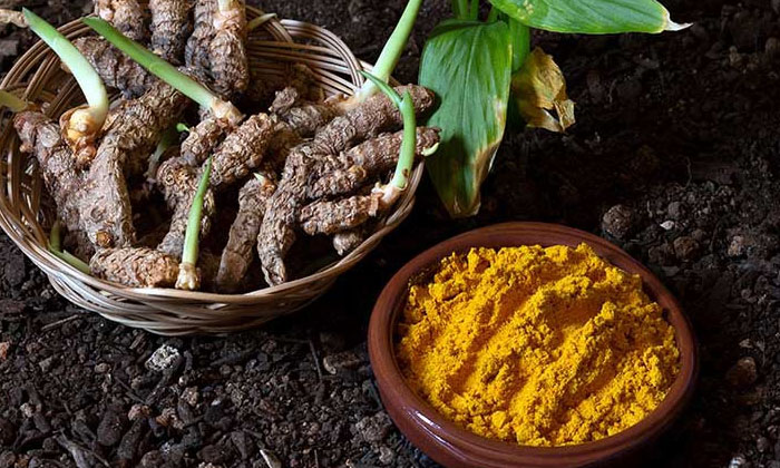 Telugu Agriculture, Cattle Manure, Latest Telugu, Turmeric-Latest News - Telugu