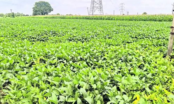  Methods To Prevent Pallaku Rot In Soy Crop ..! Pallaku Rot , Soya Bean, Farmers-TeluguStop.com