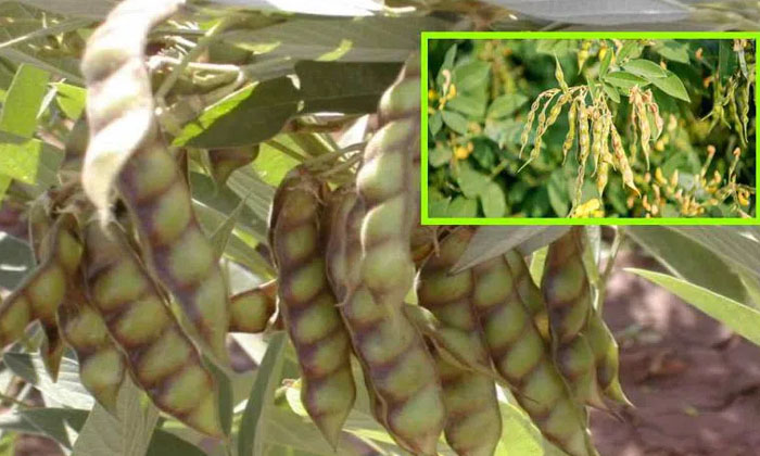 Telugu Agriculture, Latest Telugu, Pestresistant, Methods, Redgram Crop-Latest N