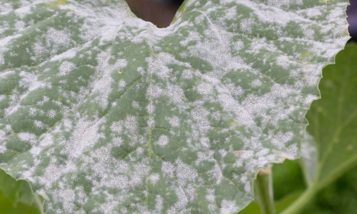 Telugu Agriculture, Snake Gourd-Latest News - Telugu Telugu Agriculture, Snake Gourd-Latest News - Telugu