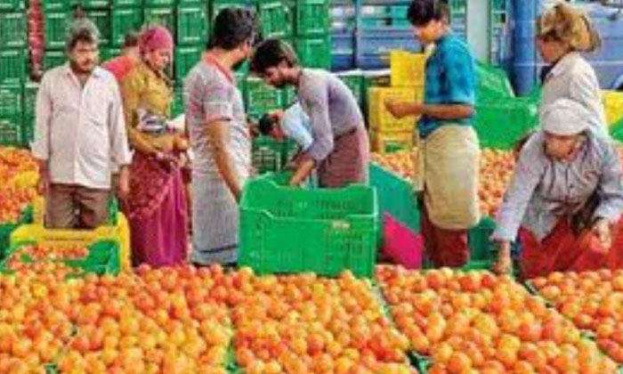  Price Of Tomato Coming Down With Increased Yield Per Kg @ Rs.25, Tomato-TeluguStop.com