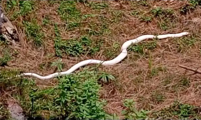Rare White Snake Spotted In Himachal Pradesh Details, Strange Snake, Viral News, Rare White Snake Spotted In Himachal Pradesh Details, Strange Snake, Viral News,-TeluguStop.com