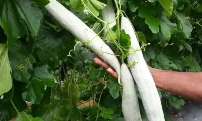 Snake Gourd Farming And Cultivation Techniques, Snake Gourd Farming, Snake Gourd Snake Gourd Farming And Cultivation Techniques, Snake Gourd Farming, Snake Gourd-TeluguStop.com