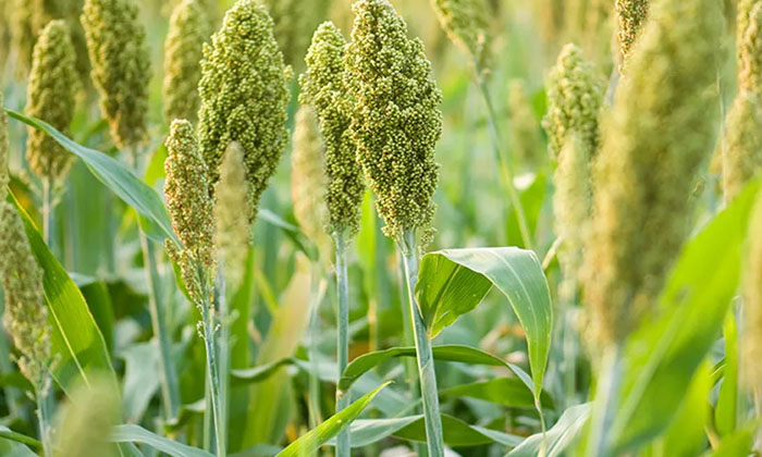  Methods To Prevent Flies That Eat Shoots In Sorghum Crop ..! ,dead Heart , Flie-TeluguStop.com