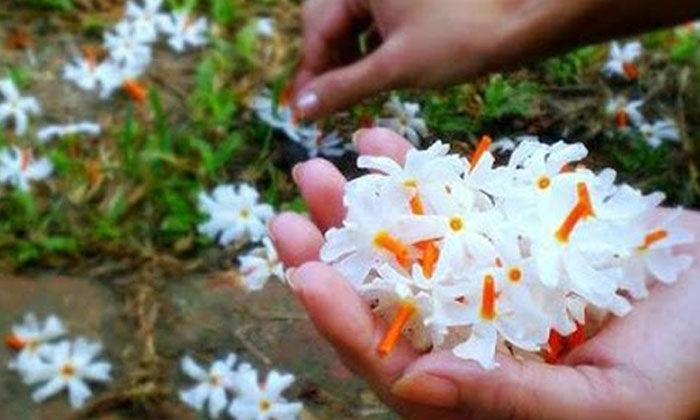 Telugu Bhakti, Devotional, Goddess Puja, Marigolds, Red Hibiscus, Sravanamasam-L