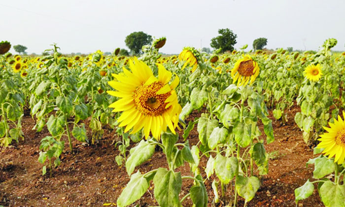 Telugu Agriculture, Alluvial Soils, Borax, Farmers, Gypsum, Latest Telugu, Regad