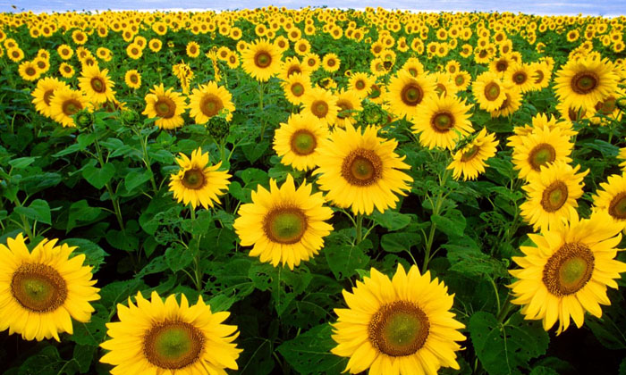  Ownership Of Fertilizers For High Yield In Sunflower Cultivation, Sunflower Cu-TeluguStop.com