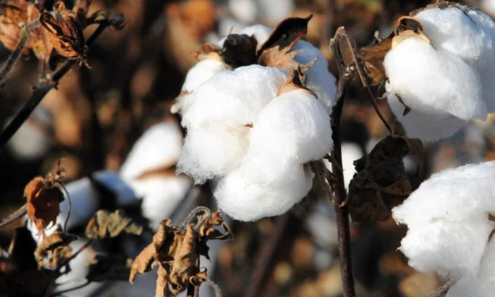 Telugu Agriculture, Cotton Crop, Latest Telugu, Magnesium, Zinc-Latest News - Te