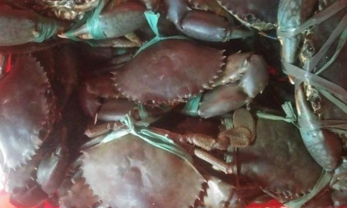 Telugu Crabs-Latest News - Telugu