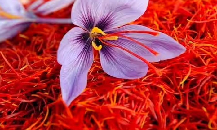 Telugu Lakhs, Kashmir, Latest, Shafrron-Latest News - Telugu