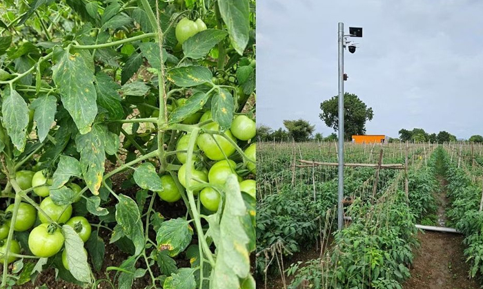 Telugu Cc Cemera, Latest, Security, Tomato-Latest News - Telugu