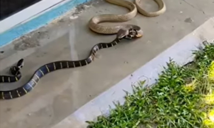  Two Snakes Fought Fiercely Which One Won, Two Snakes, Fight, Viral Latest, News-TeluguStop.com