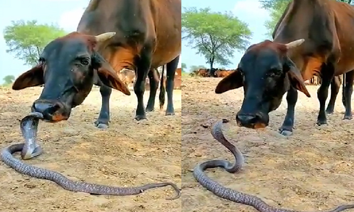  Viral Take A Look At The Love Between A Cow And A Snake Two Eyes Are Not Enough,-TeluguStop.com