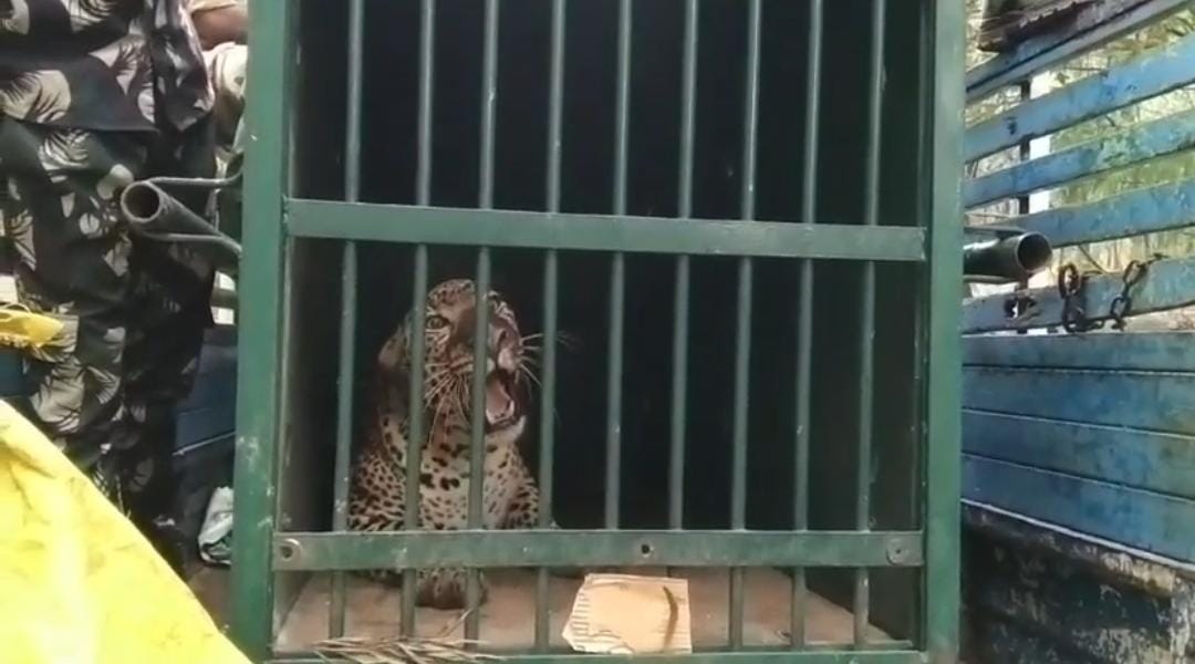  Another Cheetah Walk On The Tirumala Walkway-TeluguStop.com