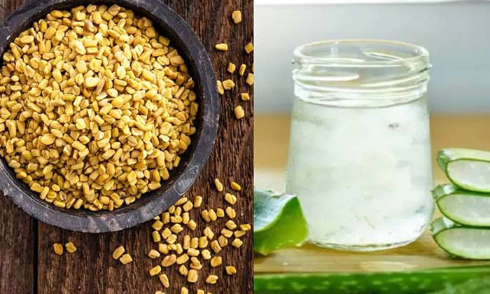  Amazing Benefits Of Aloe Vera And Fenugreek For Hair! Aloe Vera, Fenugreek Seeds-TeluguStop.com