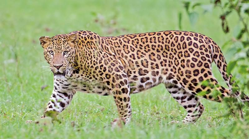  Cheetah Migration In Medak District-TeluguStop.com
