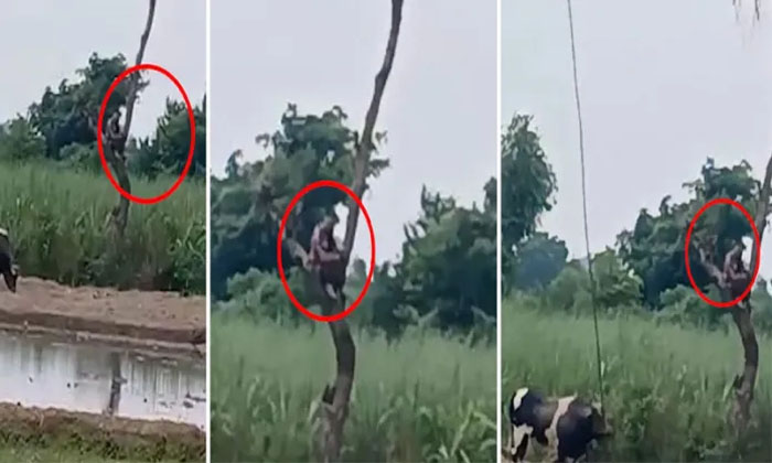 Farmer Climbs Tree To Escape From Bull Video Viral Details, Aggressive Bull, Bal Farmer Climbs Tree To Escape From Bull Video Viral Details, Aggressive Bull, Bal-TeluguStop.com
