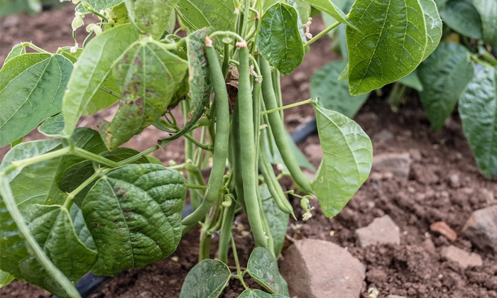 Telugu Agriculture, French Beans, Frenchbeans, Moisture, Soil Quality, Temperatu