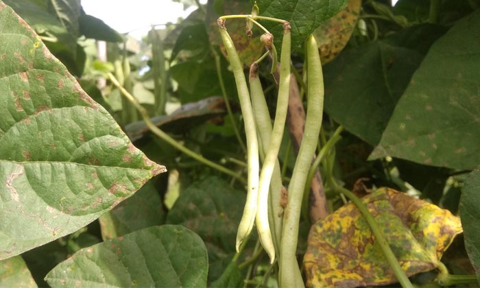 Telugu Agriculture, Beans, Beans Crop, Beanscrop, Beans Dry Rot, Certified Seeds