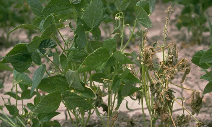  How To Prevent Dry Rot In Beans Details, Beans, Dry Rot, Beans Cultivation, Pest-TeluguStop.com