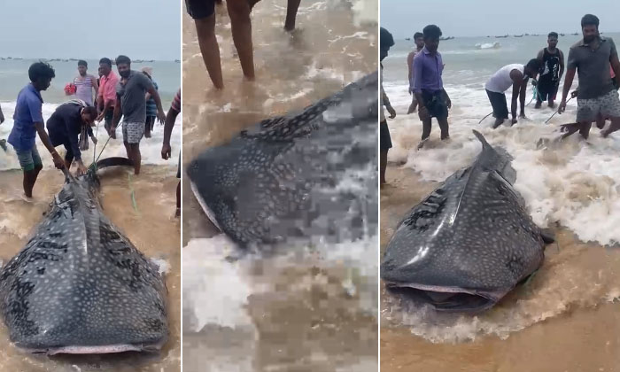  Huge Whale Caught To Chirala Fishermen, Huge Whale , Chirala Fishermen, Vadarevu-TeluguStop.com