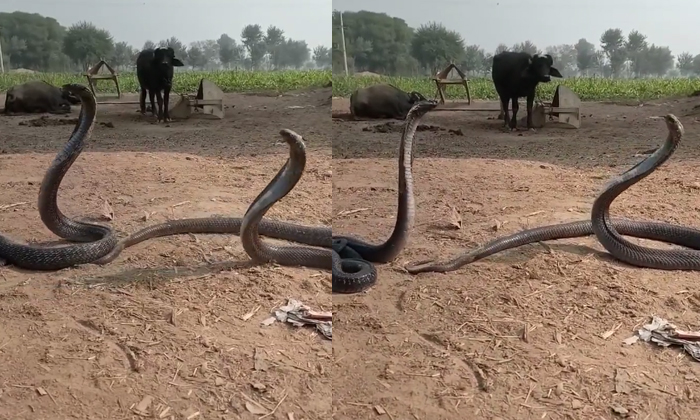  King Cobra Snakes Dancing Video Viral Details, Snakes, Dance, Viral Latest, News-TeluguStop.com