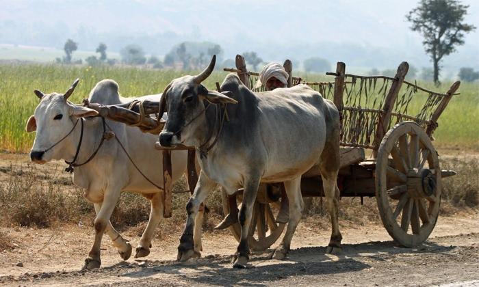 Telugu Bullock, Citric Acid, Disti Dosham, Crushed, Vehicles, Vehicles Pooja, Va