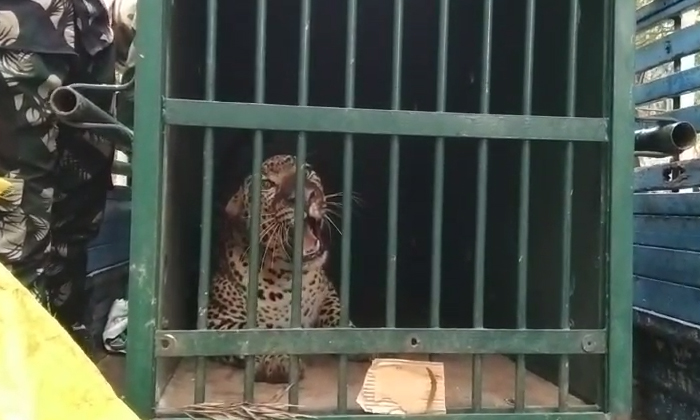  Leopard Caught In Tirumala, Leopard , Tirumala, Ttd ,ttd Eo Dharma Reddy, Leopar-TeluguStop.com