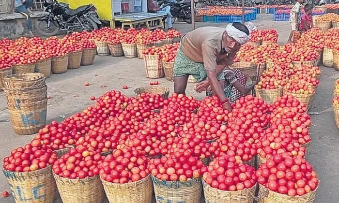 Telugu Kurnool, Pattikonda, Tomato, Tomato Farmers, Tomoto-Latest News - Telugu