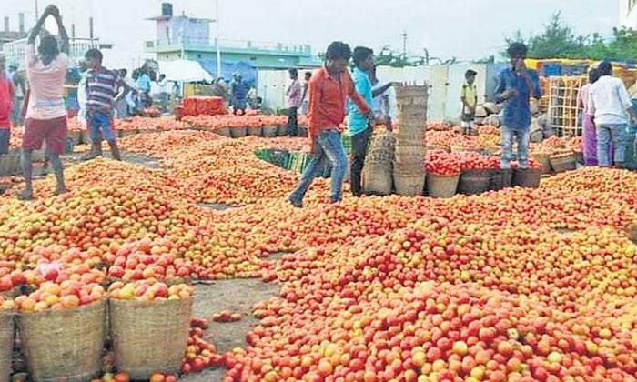 Telugu Kurnool, Pattikonda, Tomato, Tomato Farmers, Tomoto-Latest News - Telugu