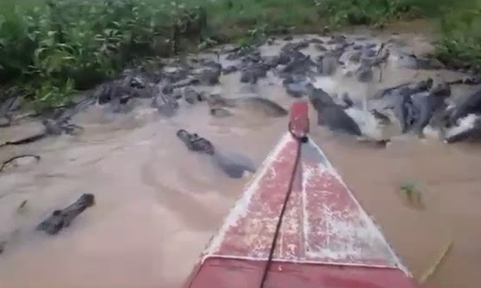  Viral Video Of Boating In Crocodile Infested River Details, Viral Video, Viral N-TeluguStop.com
