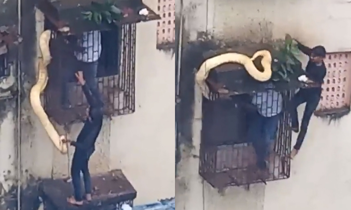  10 Feet Python Struggle With 2 Men On A Window Grill In Thane Video Viral Detail-TeluguStop.com