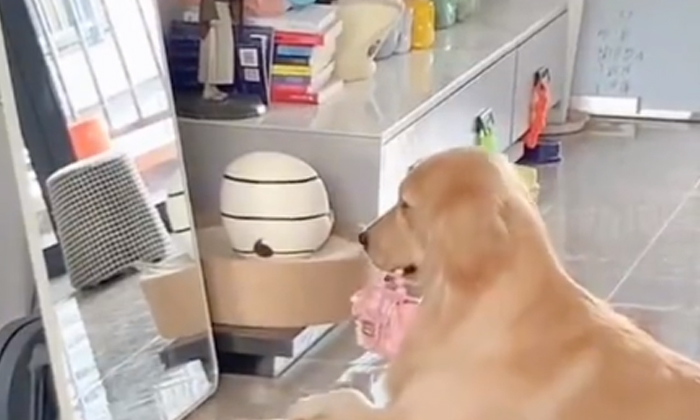  A Dog Who Gave Food With A Purse In Front Of The Mirror The Video Is Viral, Dog,-TeluguStop.com