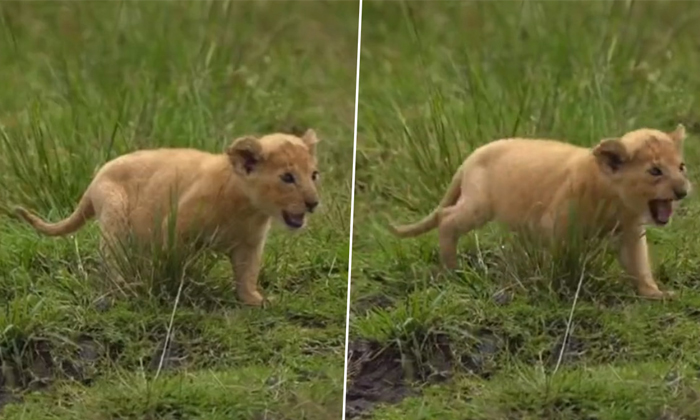  A Lion Cub Practising Its Roar Video Viral Details, Lion King, Viral Video, Lion-TeluguStop.com