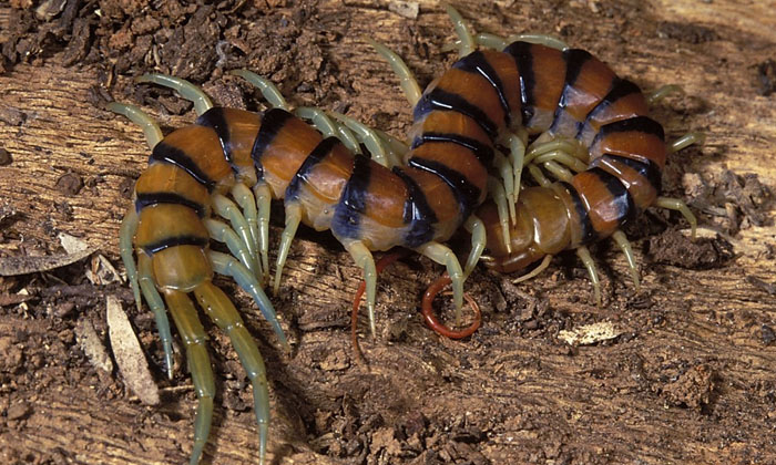  According To Astrology, If Centipedes  Is Found In The House, It Is Auspicious-TeluguStop.com