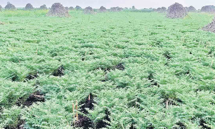 Telugu Agriculture, Bengalgram, Peanut, Weeds-Latest News - Telugu