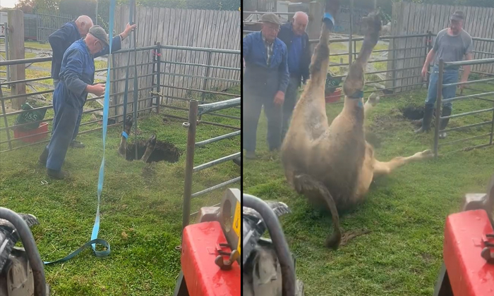  Bullock Falls Into A Sinkhole At A Farm In Uk Durham Rescued Video Viral Details-TeluguStop.com