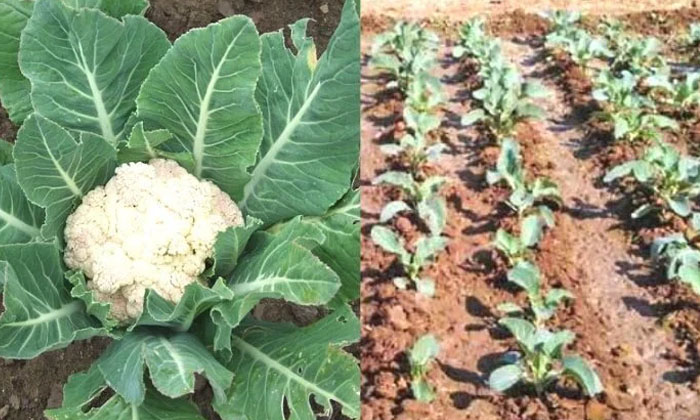 Telugu Agriculture, Cauliflower, Tipstechniques-Latest News - Telugu