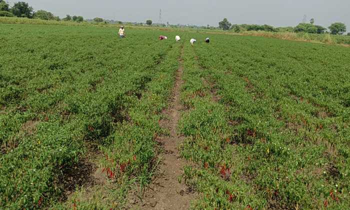  Methods To Prevent The Weed Of Grass Species In Pepper , Chilli Cultivation , P-TeluguStop.com