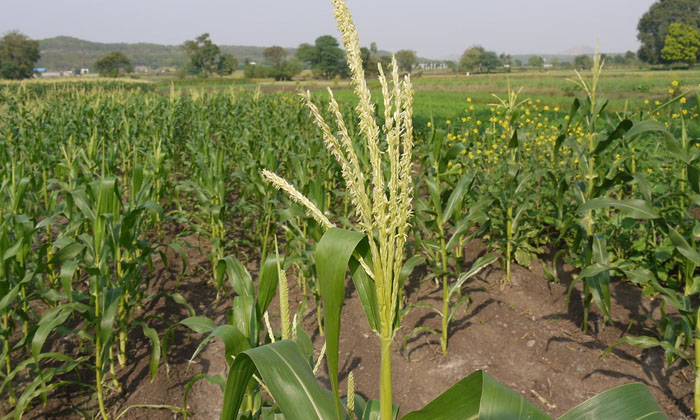 Ownership Of Fertilizers In The Corn Crop.. Water Logging Problems , Corn Crop , Ownership Of Fertilizers In The Corn Crop.. Water Logging Problems , Corn Crop ,-TeluguStop.com