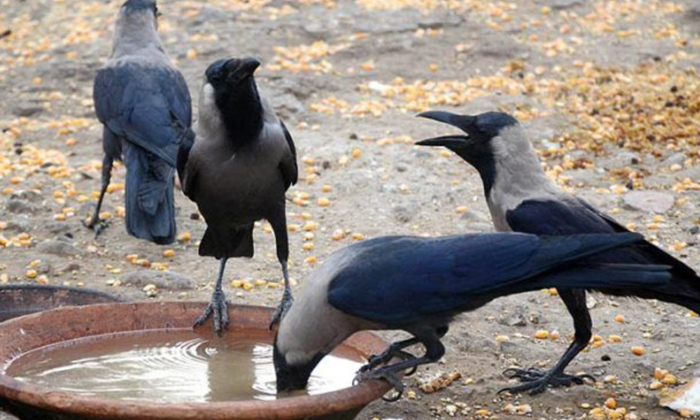 Telugu Beggar, Black Dog, Crow, Devotional, Lord Shani, Saturday, Shani, Shani D