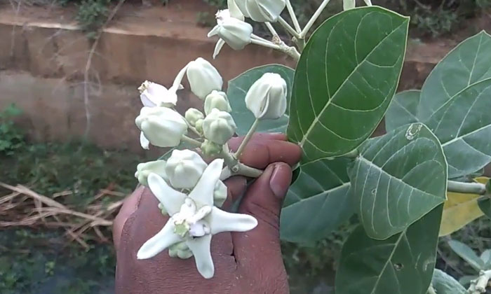 Telugu Astrologers, Champa Flowers, Customs, Devotional, Juhi Flowers, Pitru Pak