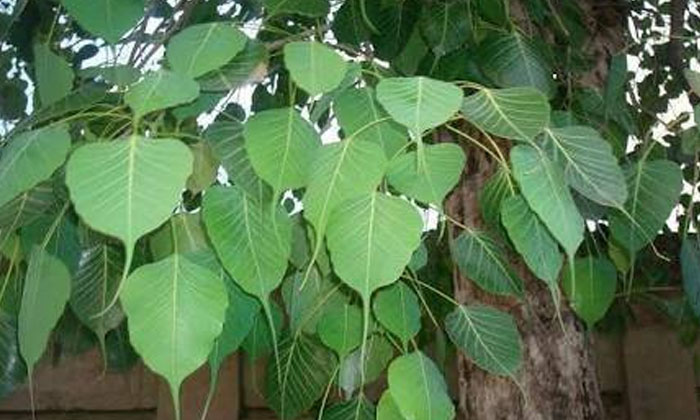  Does This Plant Grow In Your Home But As Soon As There Is A Father's Fault, Thes-TeluguStop.com