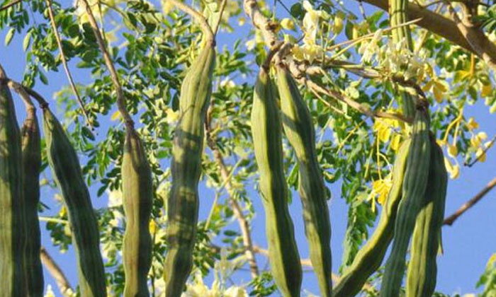 High Yield Only If Drumstick Cultivation Through Natural Irrigation , Drumstic High Yield Only If Drumstick Cultivation Through Natural Irrigation , Drumstic-TeluguStop.com